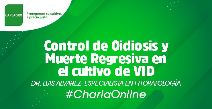 #CharlaOnline: Control de Oidiosis y Muerte Regresiva en el cultivo de VID