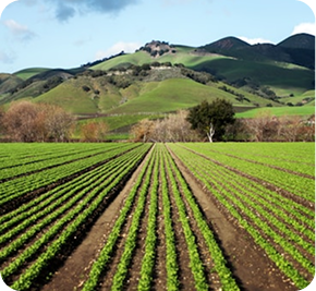 asesorías agronómicas