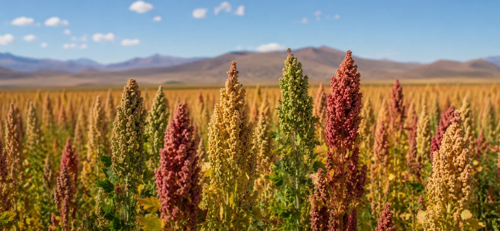 Agroexportación de quinua peruana supera los US$ 144 millones y fortalece su presencia global