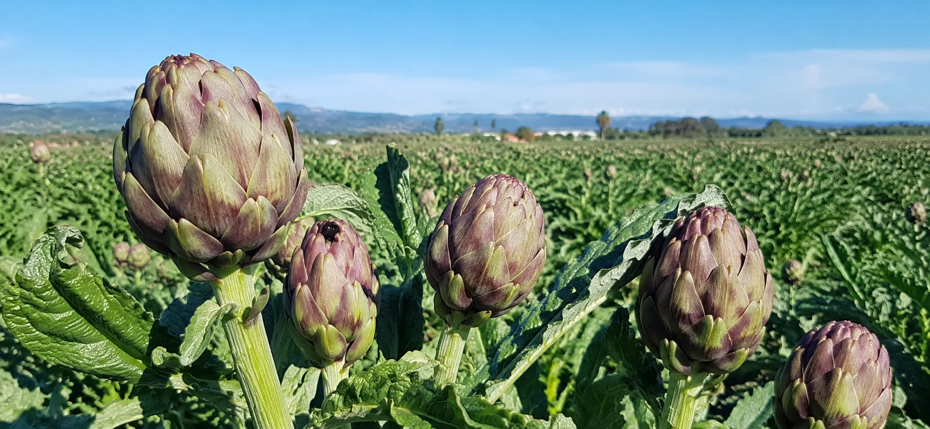 Agroexportación de alcachofa peruana supera los US$ 148 millones y fortalece su presencia internacional