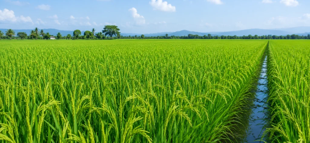 Metarice (Metamifop), desde el inicio tu cultivo de arroz sin malezas gramíneas