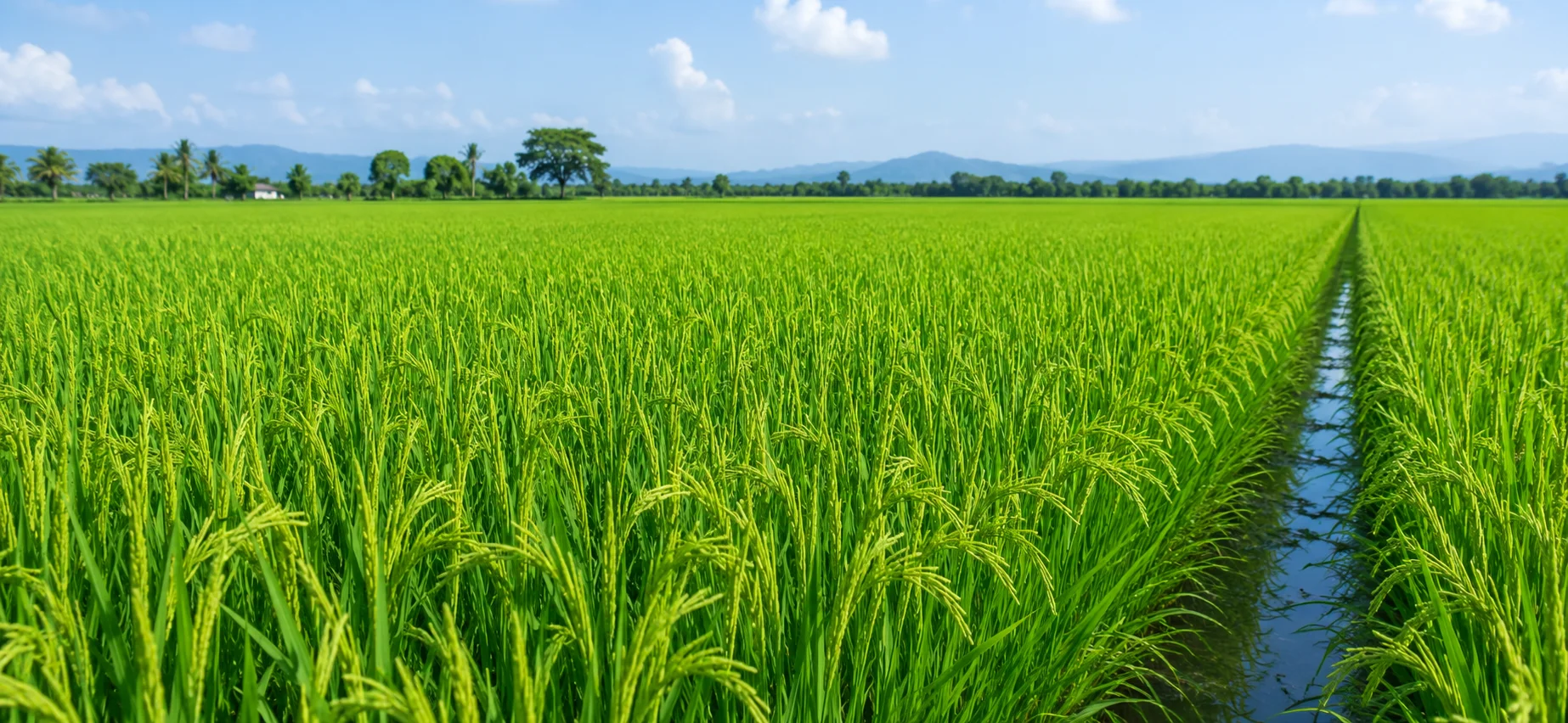 Metarice (Metamifop), desde el inicio tu cultivo de arroz sin malezas gramíneas