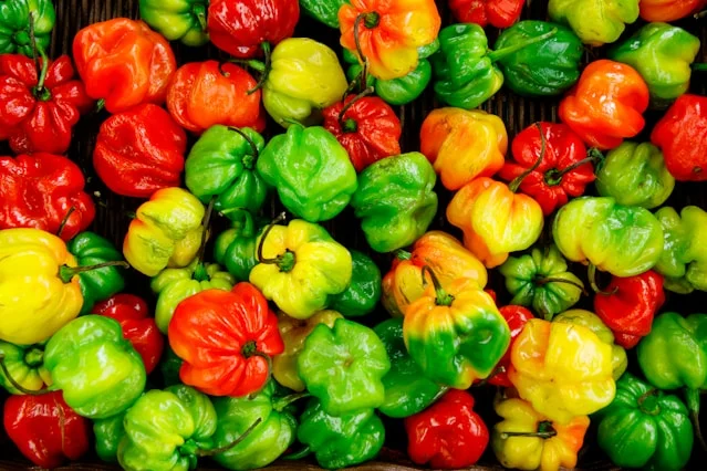 Capsicum