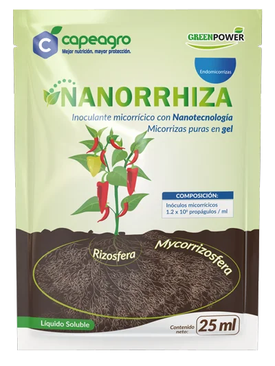 NANORHIZA (ENDO)