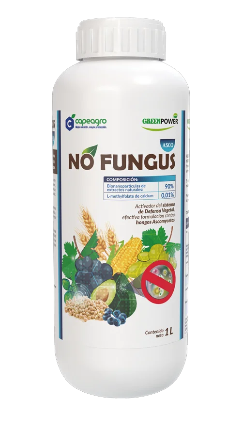 NO FUNGUS ASCO