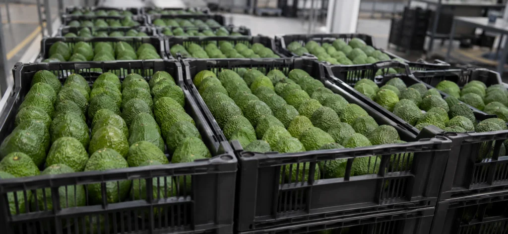 Agroexportación de palta peruana supera los US$ 1,385 millones y fortalece su liderazgo internacional