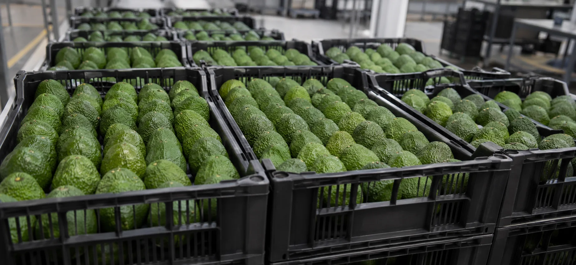 Agroexportación de palta peruana supera los US$ 1,385 millones y fortalece su liderazgo internacional