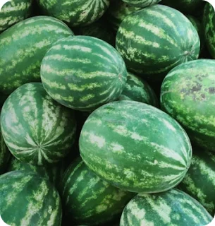 Cucurbitáceas