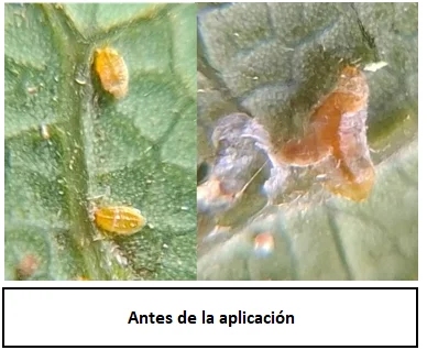 DetalleDeBlog 11 3 1