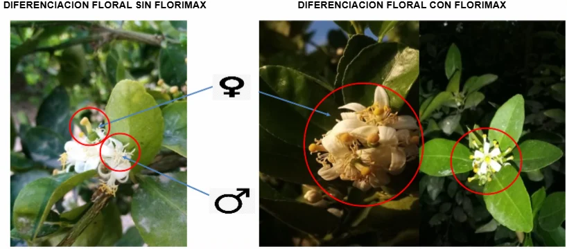 ENSAYO DE EFICACIA DEL PRODUCTO FLORIMAX (i.a Aminoácidos Libres 20% + Carbohidratos 80%) PARA LA INDUCCION Y DIFERENCIACION FLORAL EN EL CULTIVO LIMON SUTIL 3 DetalleDeBlog 20 3
