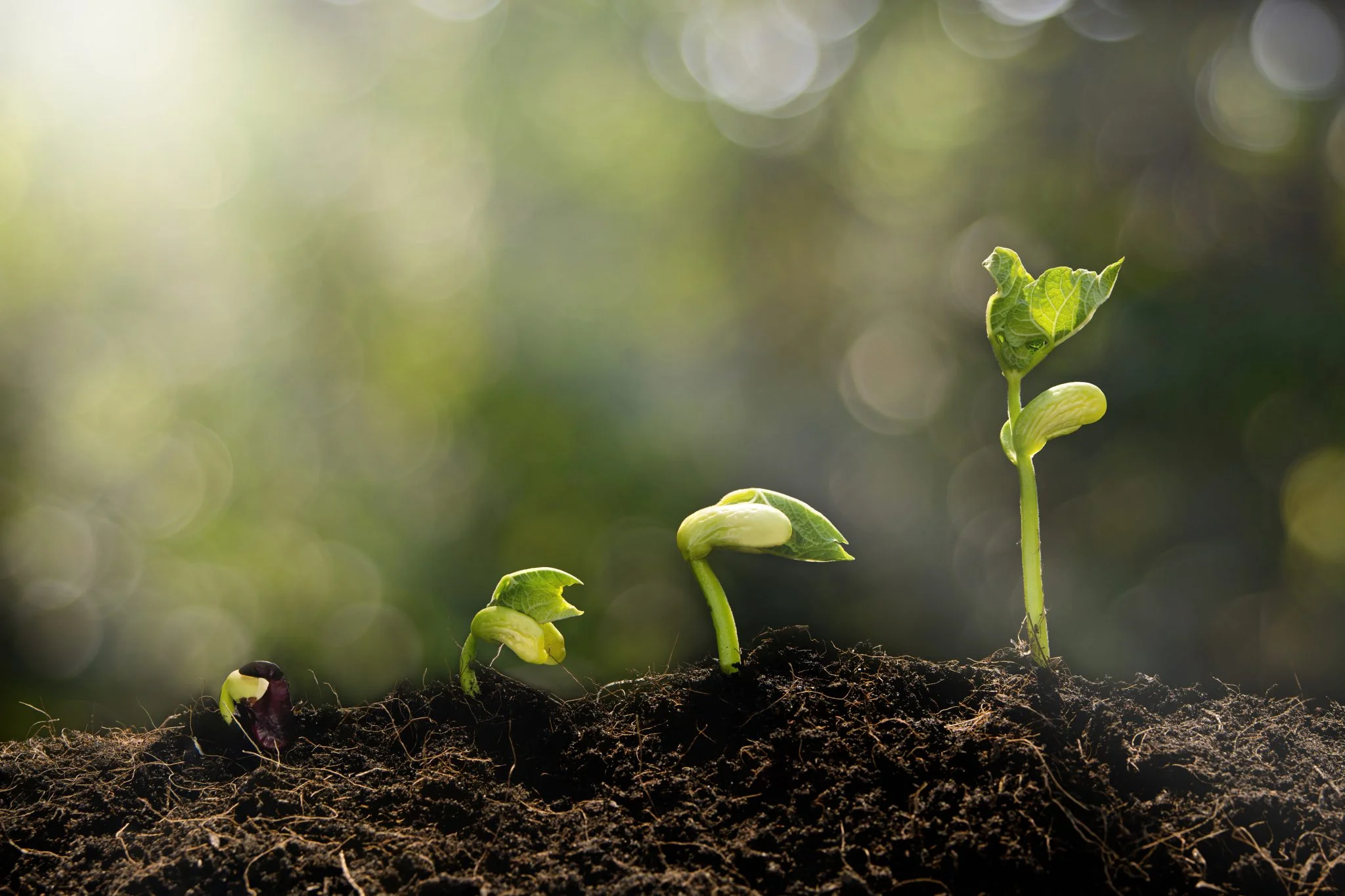 asesorías agronómicas 2
