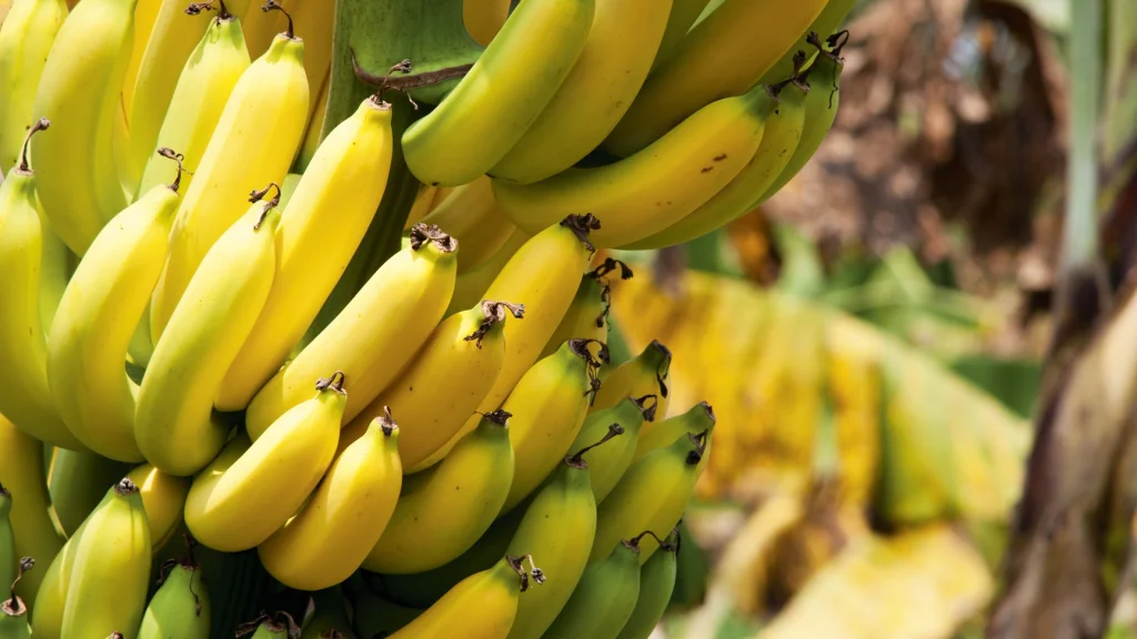 Banana / Plátano