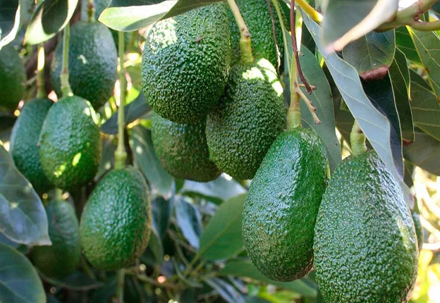 ENSAYO DE EFICACIA DEL PRODUCTO BOMBER ULTRA 240OD (Spirotetramat) PARA EL CONTROL DE QUERESA (Fiorinia fioriniae) EN EL CULTIVO DE PALTO