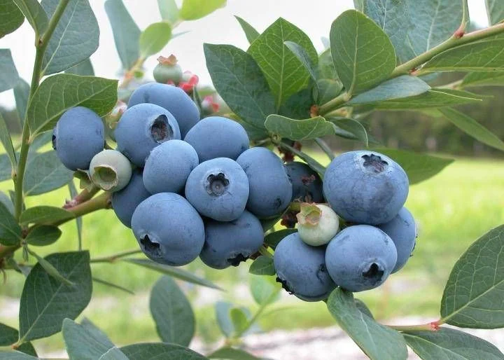 Ensayo de eficacia del producto EFERSIL (Acido orto silícico 18.5% + Potasio 20%) para mejorar la firmeza de baya en el cultivo de Arándano (Vaccinium corymbosum)