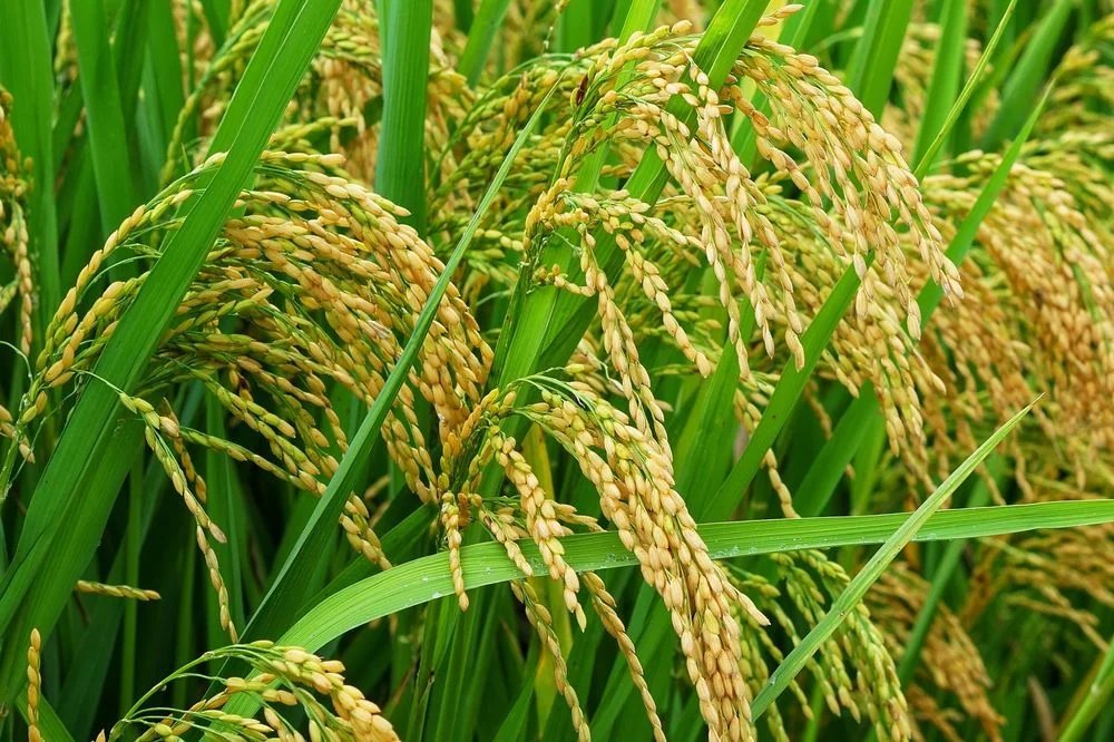 Ensayo de eficacia del Bioestimulante Ecklomax (Ecklonia maxima 95%) para incrementar el número de macollos en el cultivo de Arroz var. Valor.