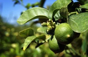 ENSAYO DE EFICACIA DEL PRODUCTO FLORIMAX (i.a Aminoácidos Libres 20% + Carbohidratos 80%) PARA LA INDUCCION Y DIFERENCIACION FLORAL EN EL CULTIVO LIMON SUTIL