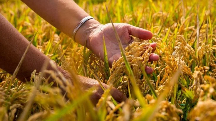 ENSAYO DE EFICACIA DE NANO PGP EN EL CULTIVO DE ARROZ (Oriza Sativa L) EN HUALLAGA CENTRAL