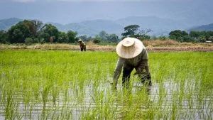 Productor de arroz en San Martín destaca resultados de NANO HUMIC en el desarrollo radicular del cultivo